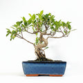 Ficus Microcarpa (Banyan Fig) Indoor Bonsai Tree | Shaped | In 25cm Pot