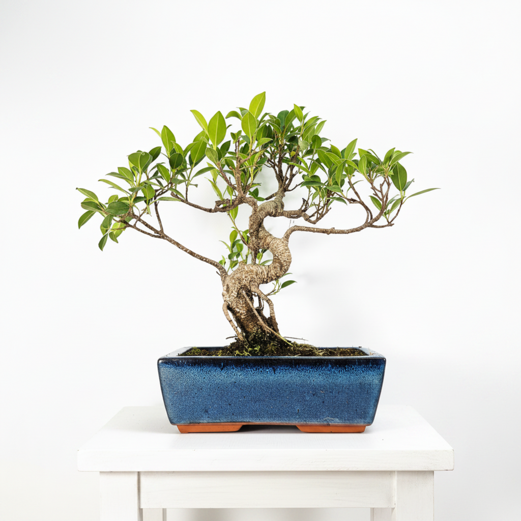 Ficus microcarpa (Banyan Fig) Indoor Bonsai Tree | Shaped | In 25cm Pot