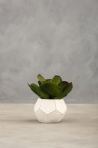 White Cement Pot Succulent | Fiori