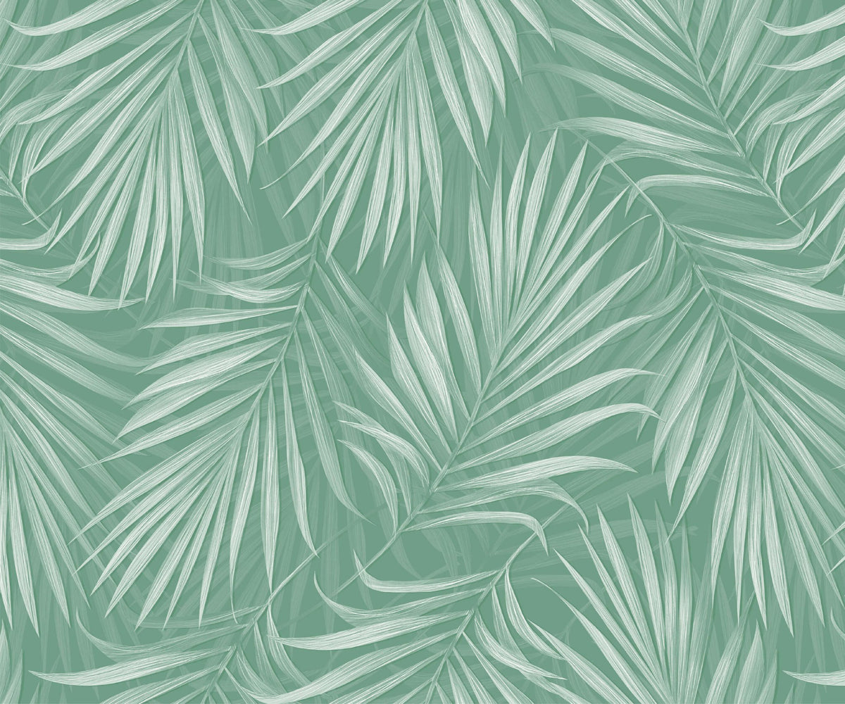 Areca - MOOAZAA