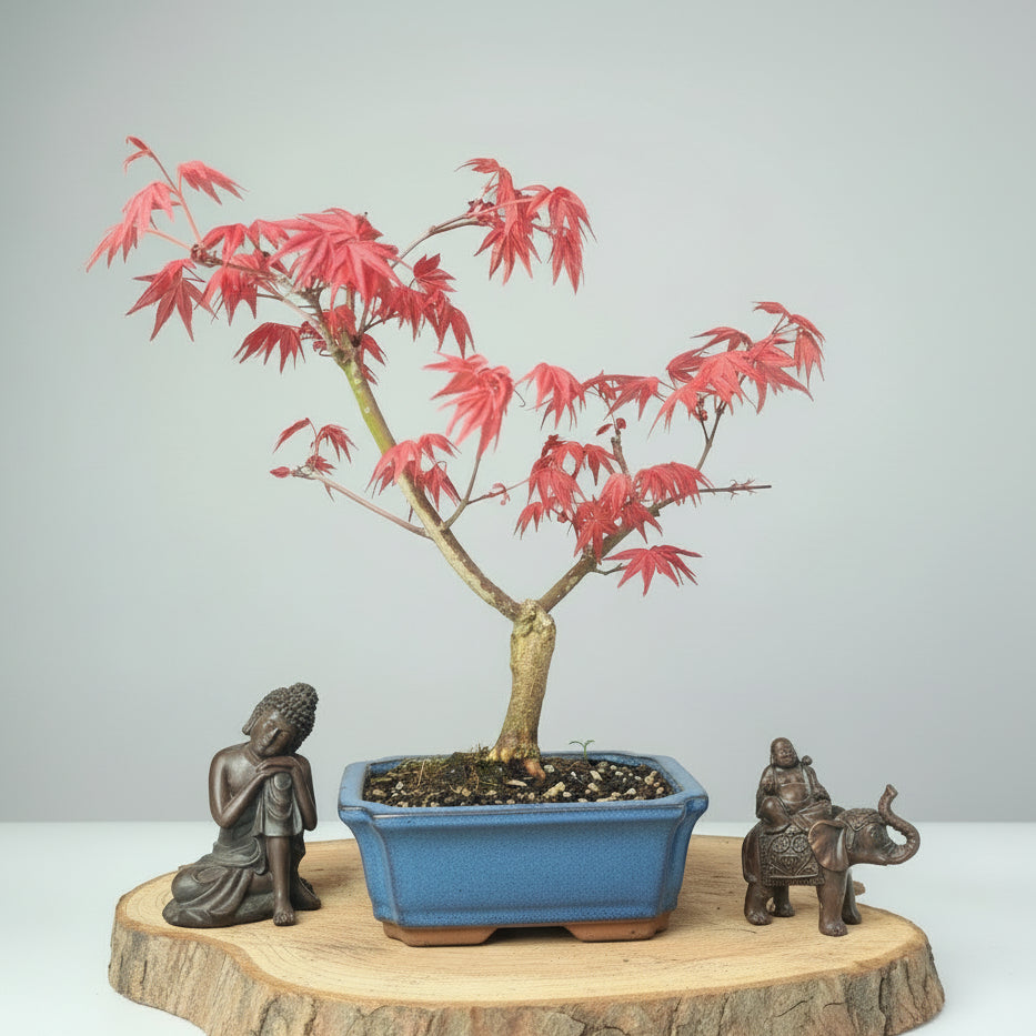 Japanese Maple (Acer palmatum 'Deshojo') Bonsai Tree | Informal Upright | In 15cm Pot