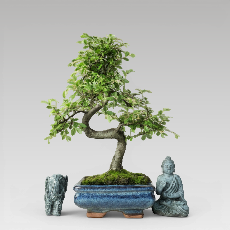 Chinese Elm (Ulmus parvifolia) Bonsai Tree | Shaped | In 15cm Pot