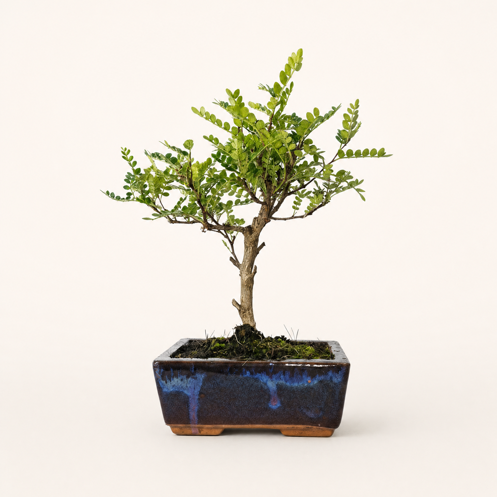 Chinese Pepper (Zanthoxylum sp.) Bonsai Tree | Broom | In 15cm Pot