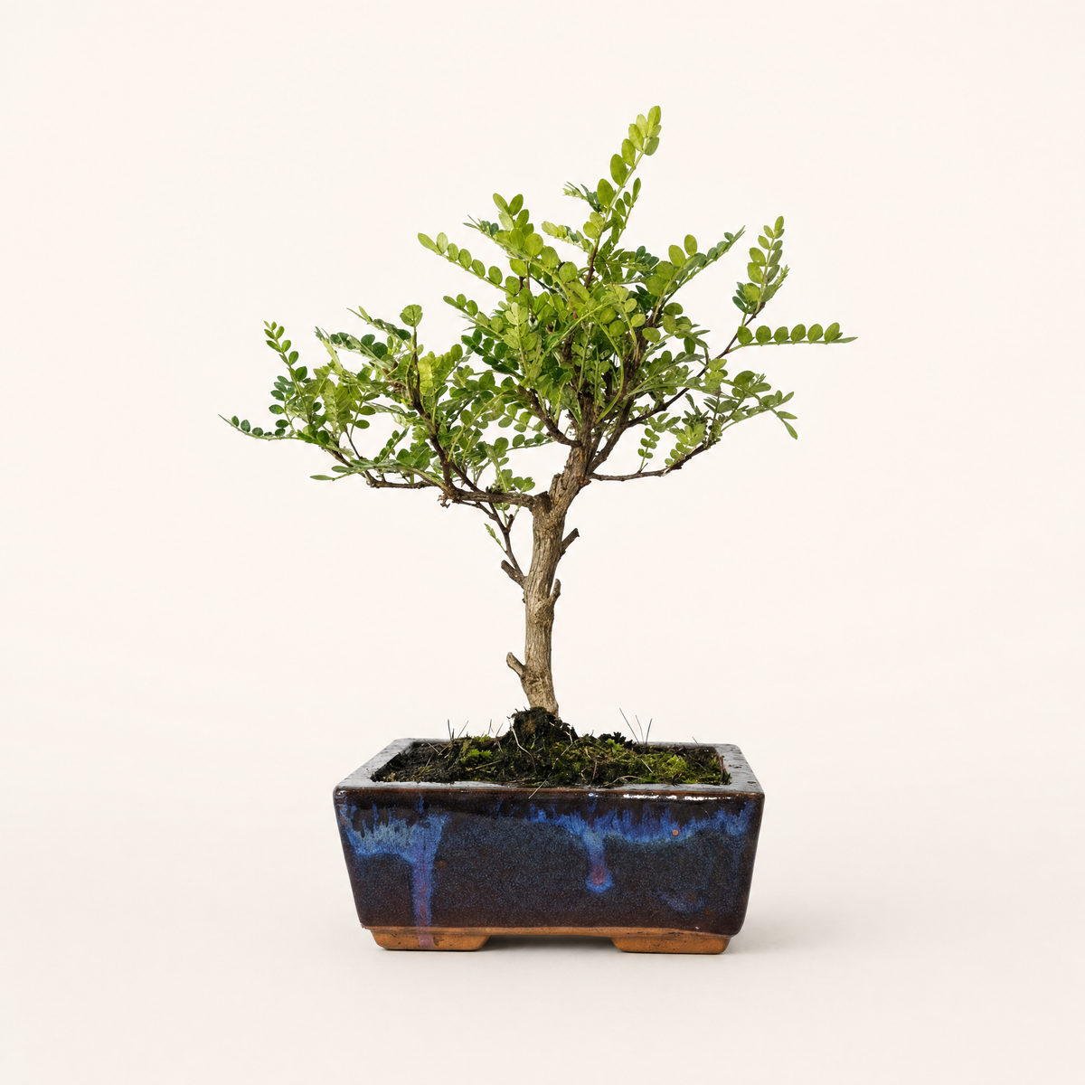 Chinese Pepper (Zanthoxylum sp.) Bonsai Tree | Broom | In 15cm Pot