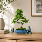 Chinese Elm (Ulmus parvifolia) Bonsai Tree | Shaped | In 15cm Pot