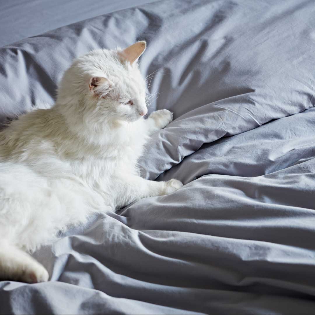 White cat lying on a bed with light gray bedding
