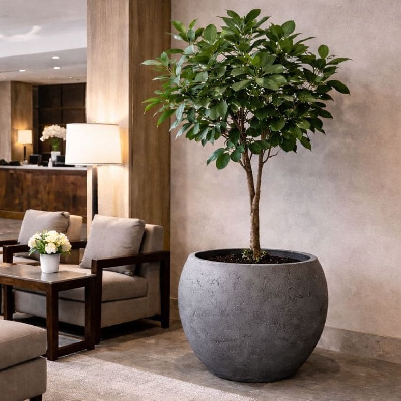 Potted plant in a modern living room setting with furniture and decor.