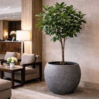 Potted plant in a modern living room setting with furniture and decor.