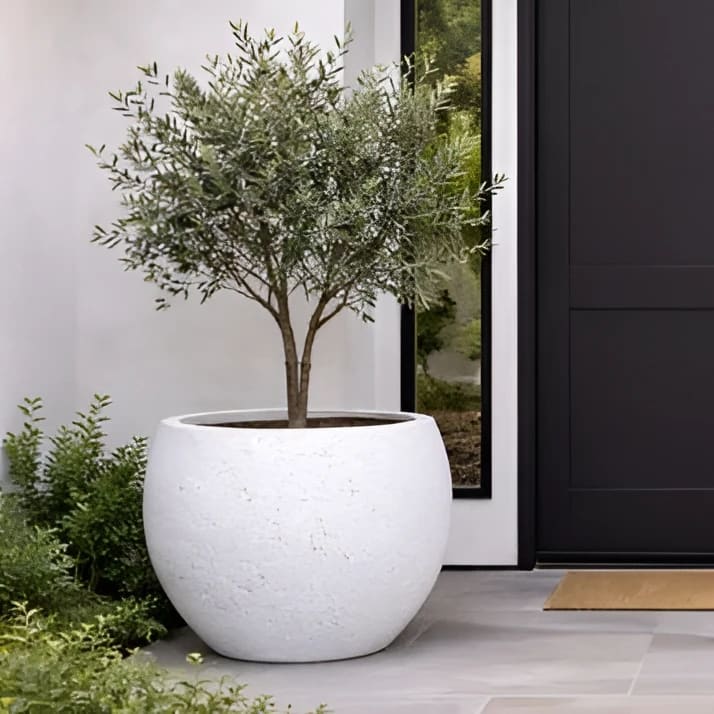 White planter with a tree in front of a modern black door