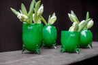 EVITA Mouthblown Glass Vases with Feet - Set of 4pcs - in Multiple Colours
