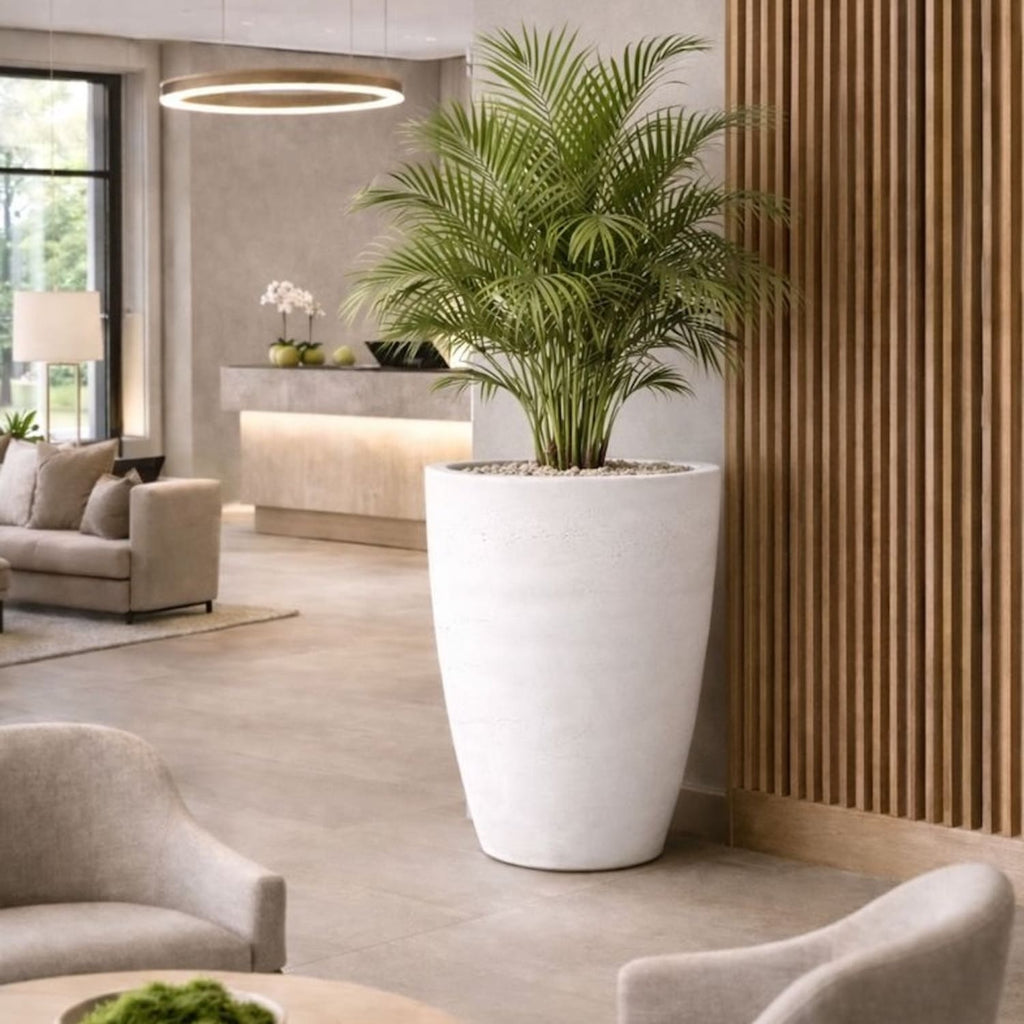 Large indoor plant in a white pot in a modern living room.