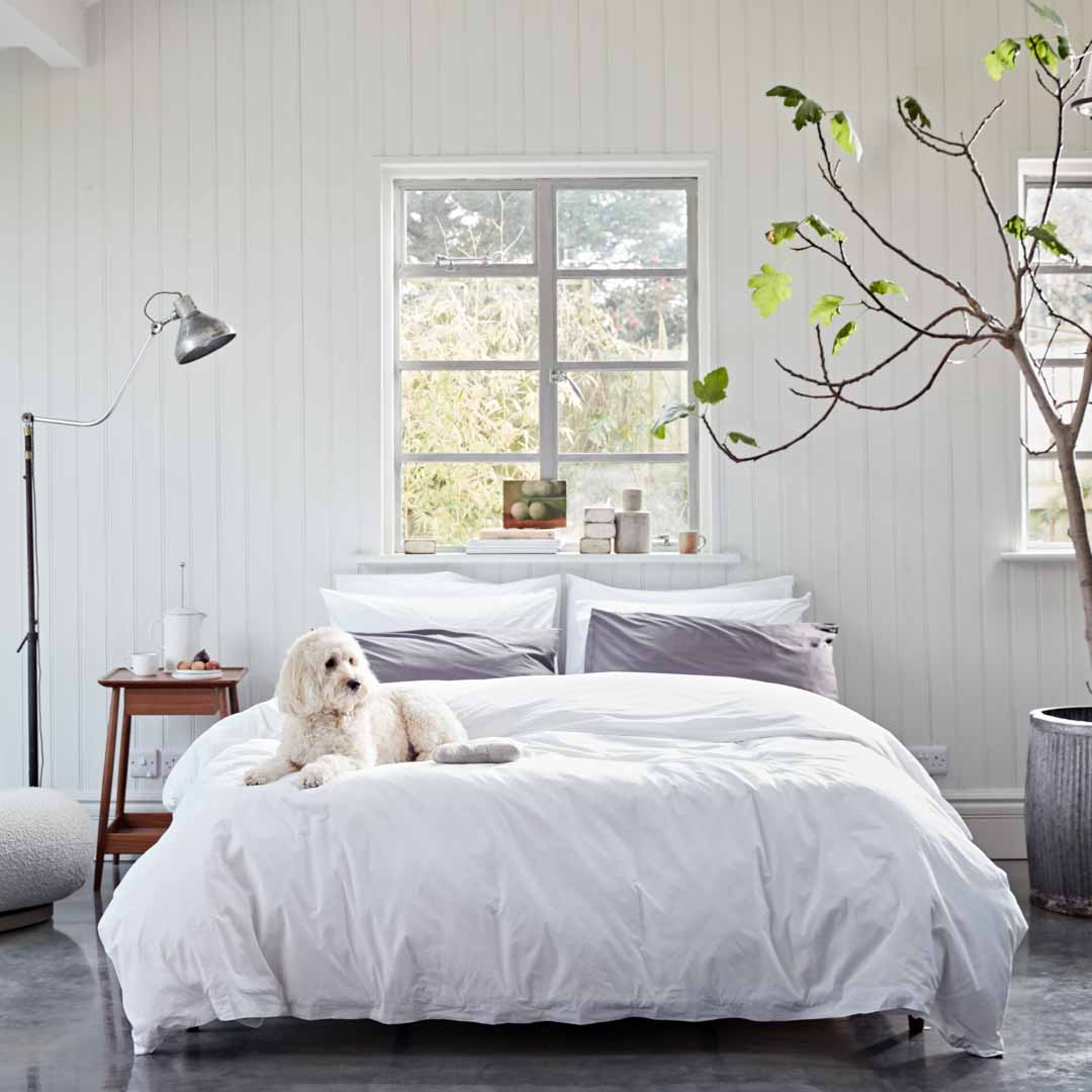 Dog lying on a bed in a bright bedroom with a large window and indoor plant.